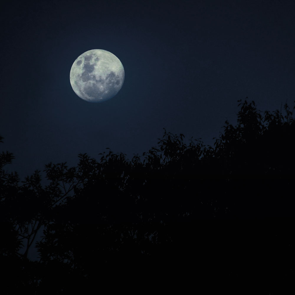 Vollmond Fuehrung Baumwipfelpfad